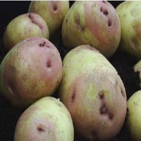 King Edward Potato Seed